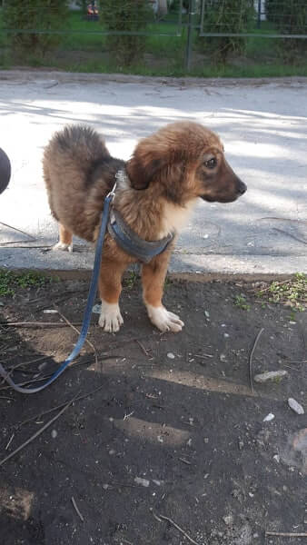 Кученце със счупено краченце търси дом в Пловдив